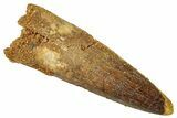 Fossil Spinosaurus Tooth - Real Dinosaur Tooth #329639-1